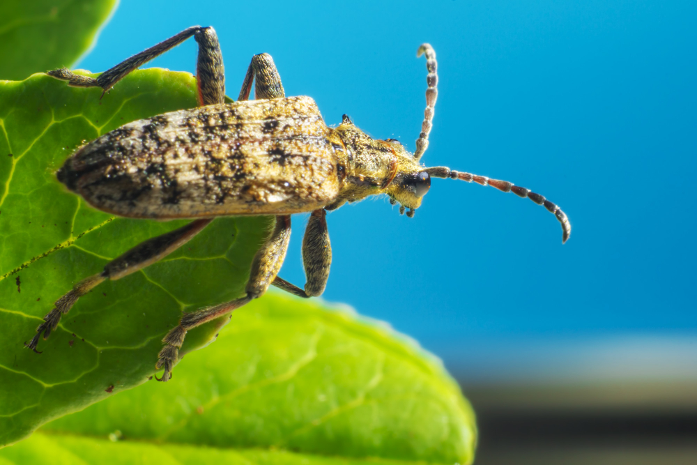 Insectos y plagas comunes: Qué vigilar durante todo el año en México