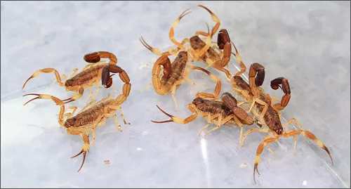 Alacranes