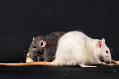 Roedores / Ratones